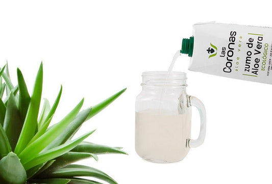 Cómo hacer zumo de las hojas de Aloe Vera (garantizando su calidad) - Aloe Vera Las Coronas