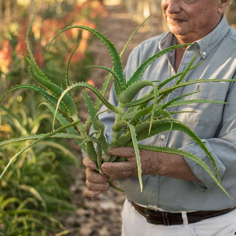 Aloe Arborescens - Aloe Vera Las Coronas