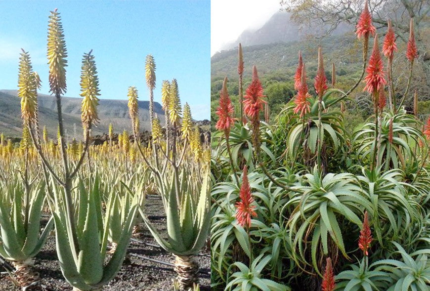 Tipos de Aloe Vera. Aloe Barbadensis VS Aloe Arborescens