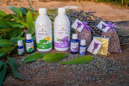 Aceite esencial, hidrolato y flor de Lavandin Grosso: El fruto de nuestra Experiencia Lavanda - Aloe Vera Las Coronas