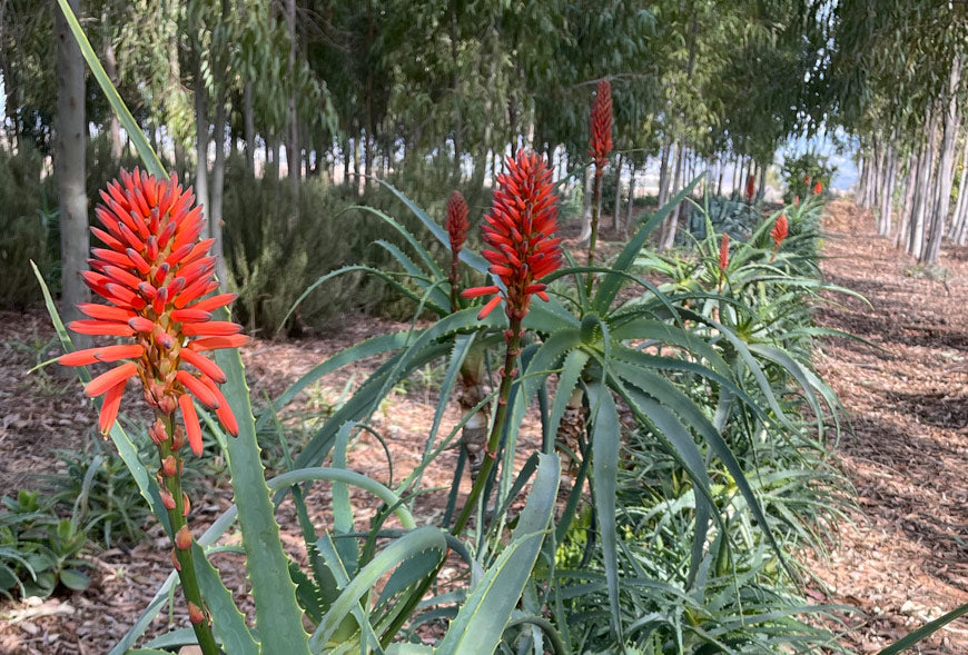 Aloe Arborescens, la “joya de la corona” de los Aloes