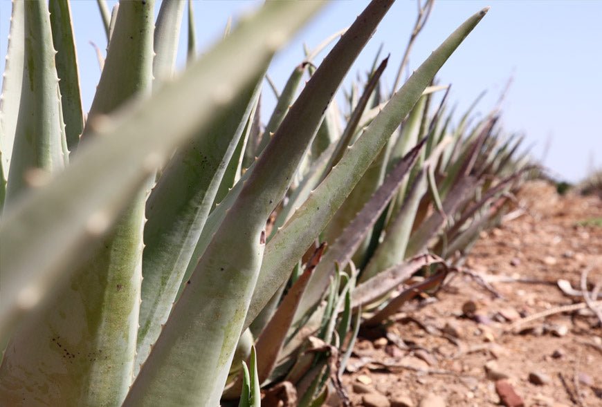 Aloe Vera Arborescen Arborescensis. Propiedades