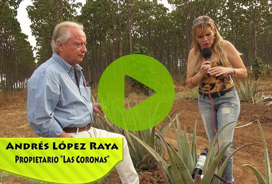 Aloe vera por María Patiño (periodista) - Aloe Vera Las Coronas