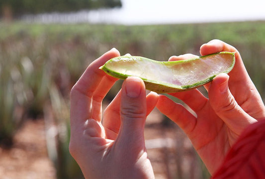 Aloe vera regenerador celular. Regenera tu piel! - Aloe Vera Las Coronas