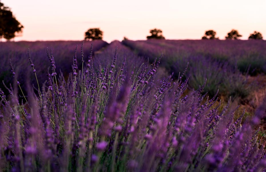 Atardecer en un campo de lavanda - Experiencia Lavanda 2021