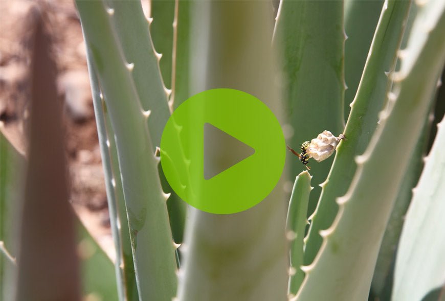 Cómo cultivar y cuidar la planta de Aloe Vera