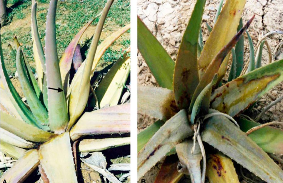 Enfermedades del aloe vera: Descubre sus 2 principales enemigos