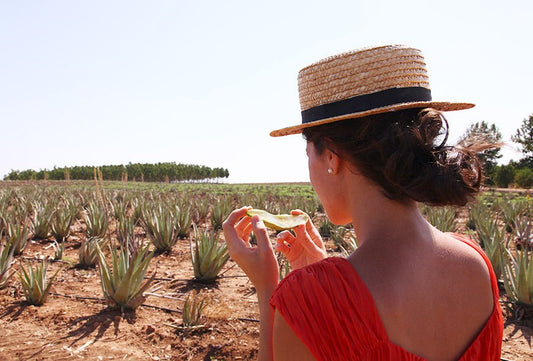 Cómo Hacer Una Mascarilla Facial Con Aloe Vera - Aloe Vera Las Coronas