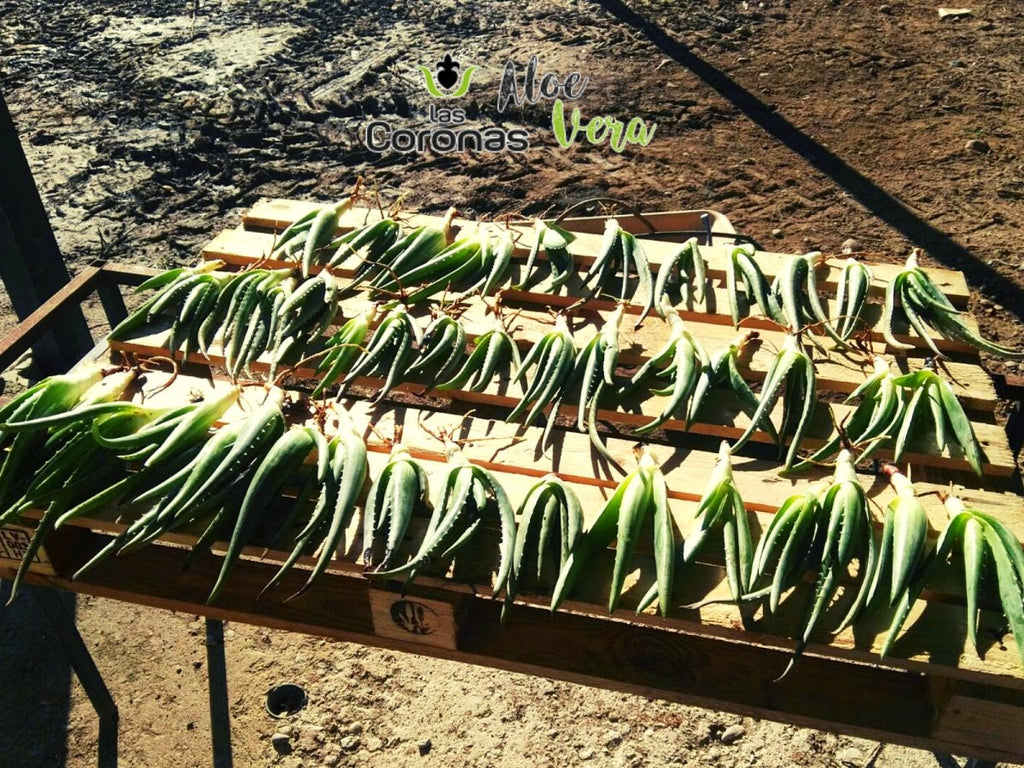 Nuestro aloe vera en África