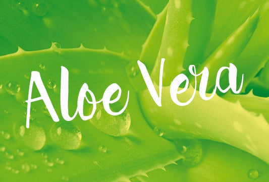 ¿Qué es el aloe vera o sábila? - Aloe Vera Las Coronas