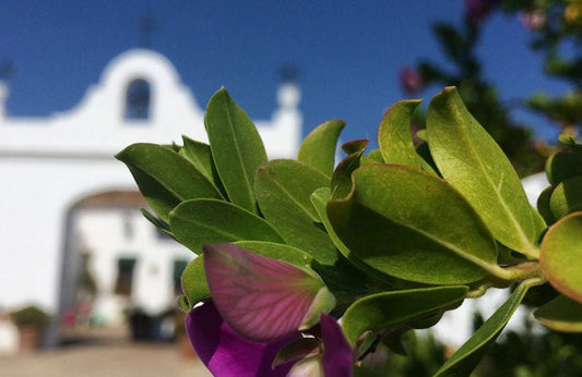 Vive el poder terapéutico de la naturaleza en la finca las Coronas - Aloe Vera Las Coronas