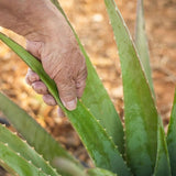 Mano agarrando una hoja de aloe vera brevifolia