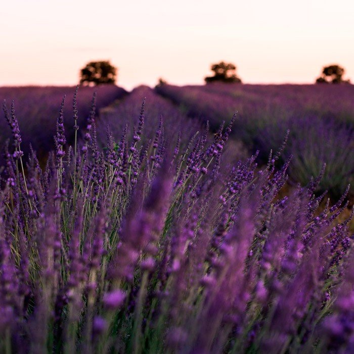 Bolsita de Lavanda - Aloe Vera Las Coronas