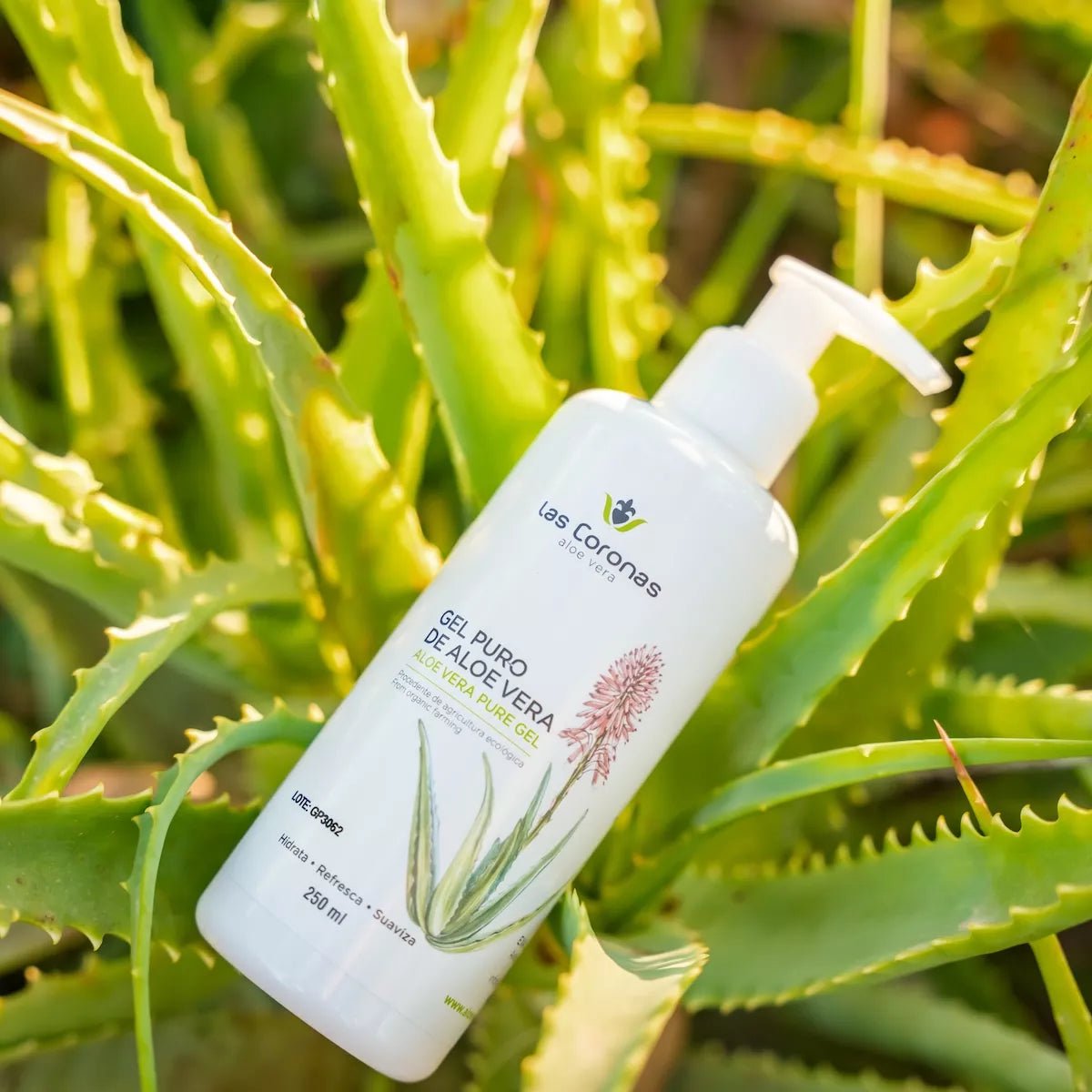 Gel Aloe Vera Puro - Aloe Vera Las Coronas