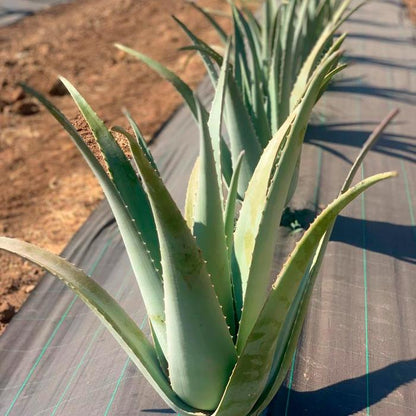 Hojas de Aloe Vera Ecológico - Aloe Vera Las Coronas