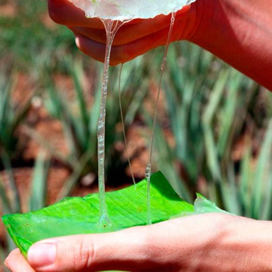 Hojas de Aloe Vera Ecológico - Aloe Vera Las Coronas