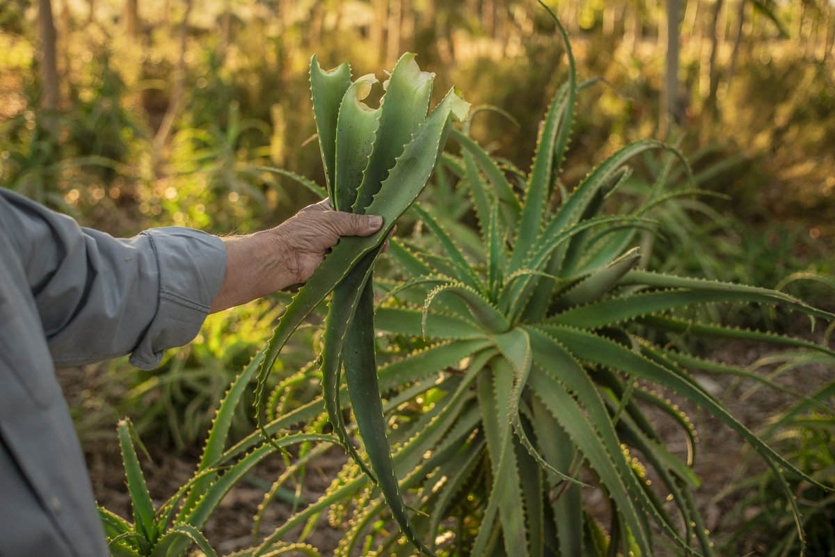 Hojas Frescas Aloe Arborescens - Aloe Vera Las Coronas