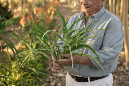 Hojas Frescas Aloe Arborescens - Aloe Vera Las Coronas