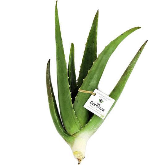 Planta de Aloe Vera Eco - Aloe Vera Las Coronas