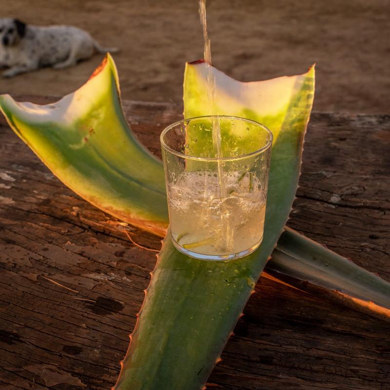 Zumo Aloe Vera Ecológico y Vegano 1 L - Aloe Vera Las Coronas