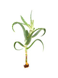Plantín de Aloe Arborescens
