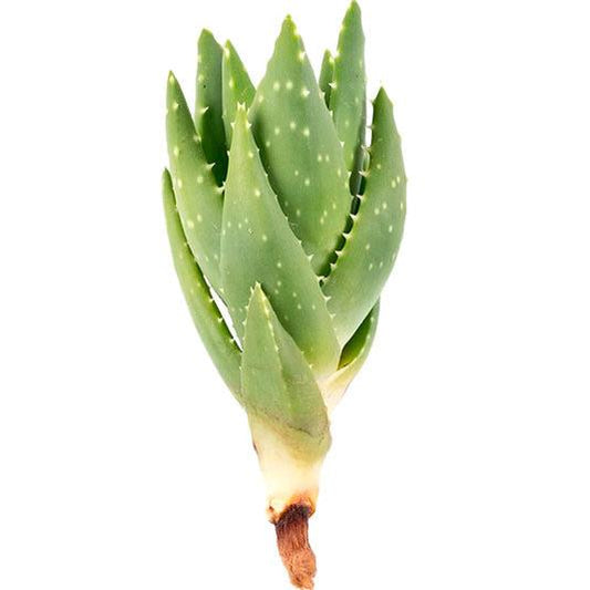 Plantín de aloe vera brevifolia