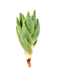 5 Plantines de Aloe Brevifolia