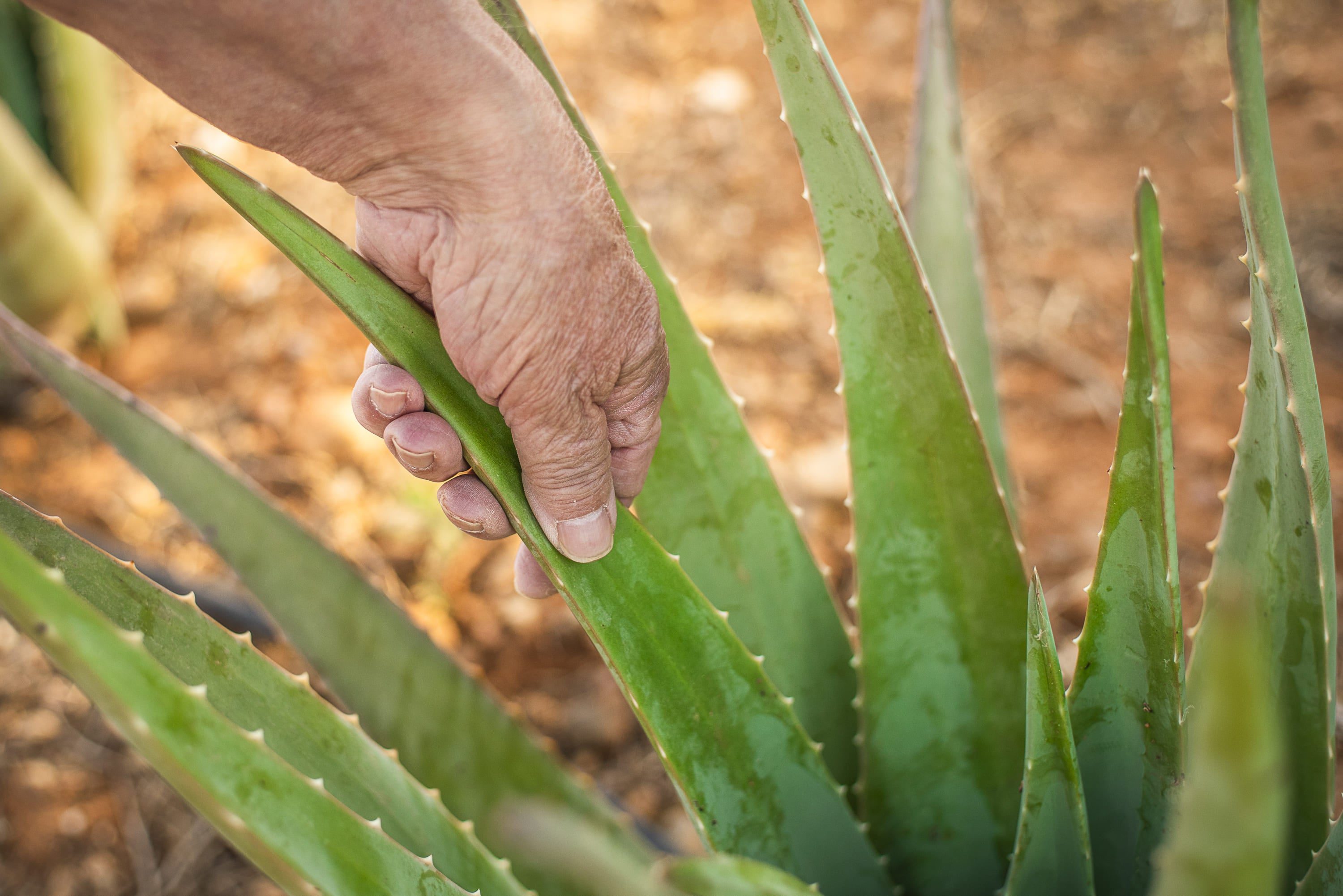 5 Plantines de Aloe Vera Eco
