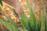 5 Plantines de Aloe Vera Eco