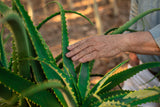 Cesta Aloe Vera Beauty - Cosmética Natural
