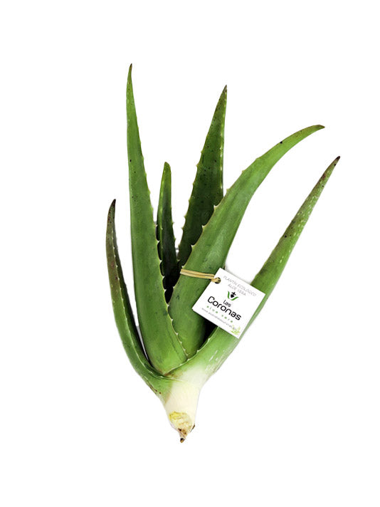 5 Plantines de Aloe Vera - Las Coronas