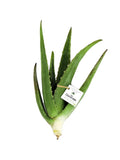 5 Plantines de Aloe Vera - Las Coronas