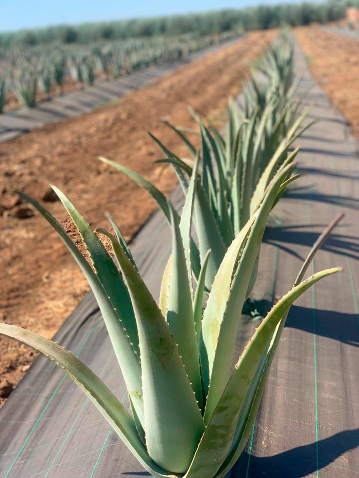 Plantación de Aloe Vera - Finca Las Coronas
